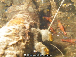 Shrimps on Okikawa Wreck by Hansruedi Wuersten 